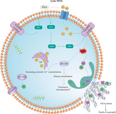 The emerging role of neutrophil extracellular traps in ulcerative colitis